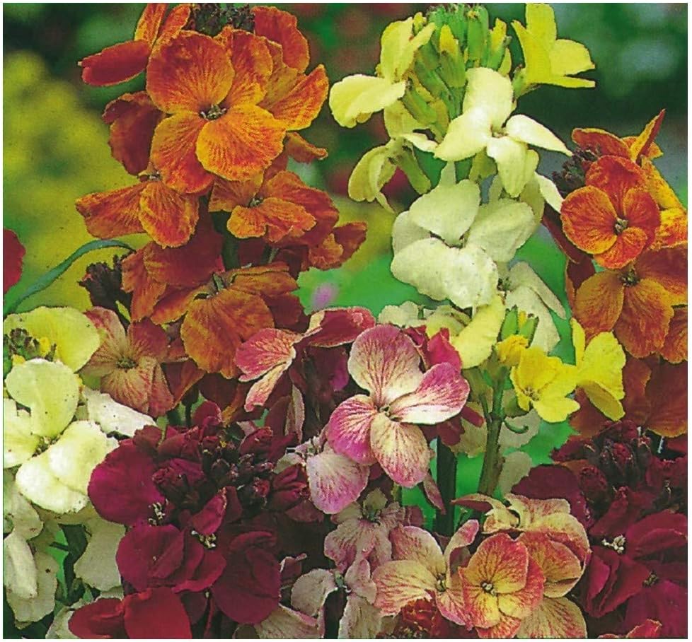 WALLFLOWER ENGLISH -