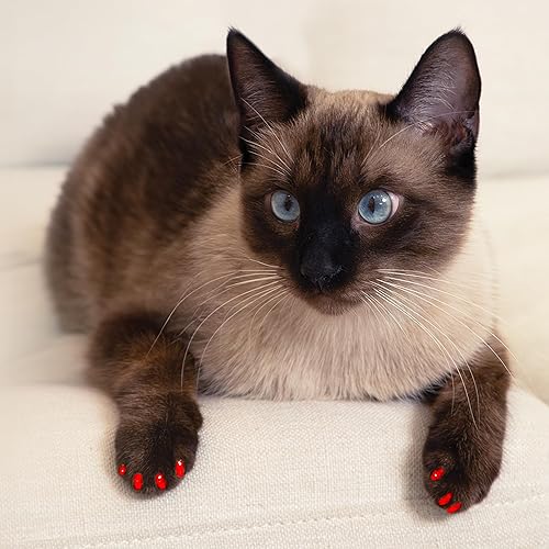 Miniatura 4 de Gafas de uñas de peluche  40 tapas de uñas y adhesivo para gatos S Negro