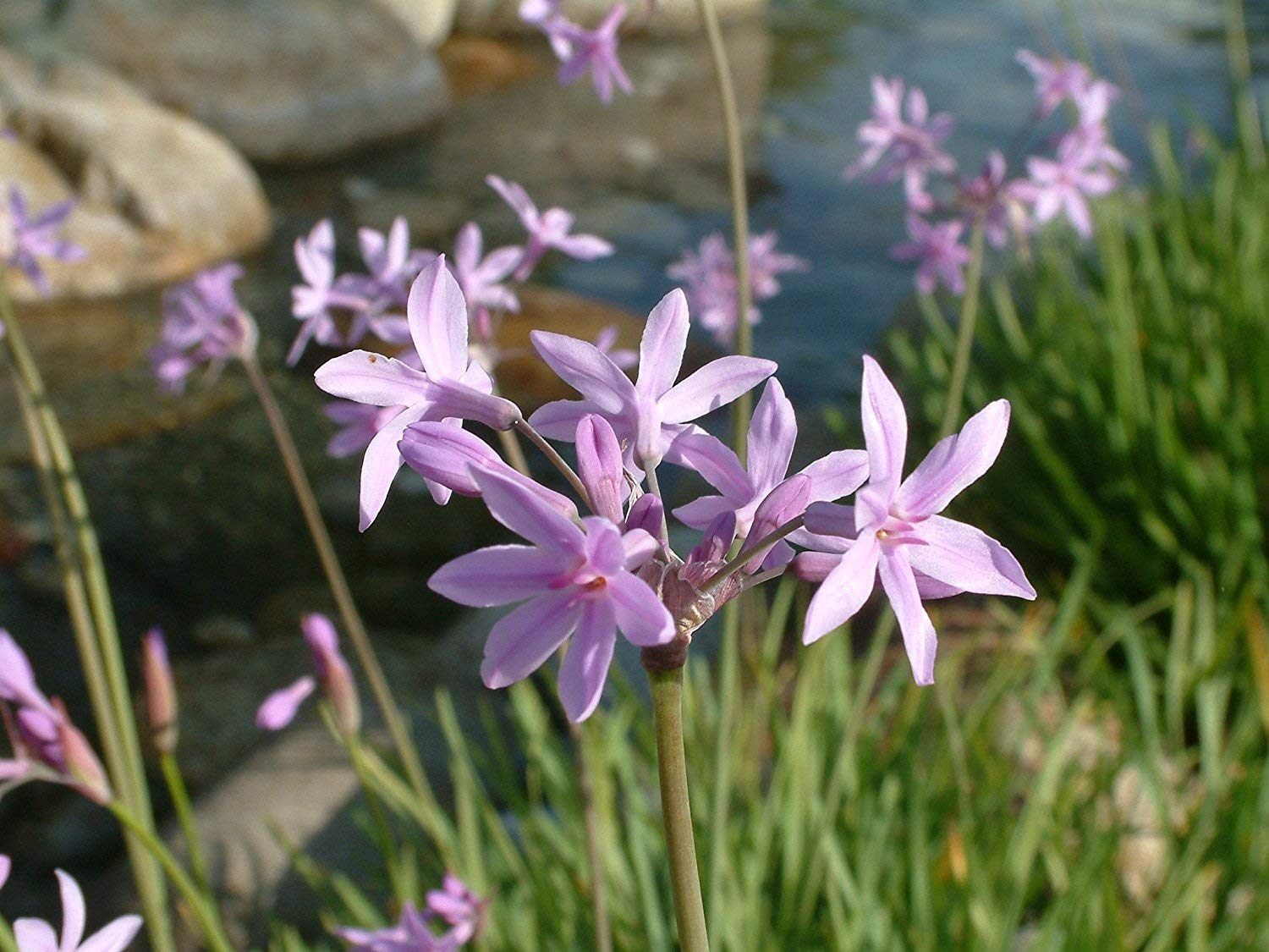 Amazon.com : Society Garlic | 60 Live Plants | Tulbaghia Violacea | Drought  Tolerant, Fragrant Blooms, Ornamental Perennial, Low Maintenance, Easy to  Grow, Edible Flowers, Attracts Pollinators : Patio, Lawn & Garden