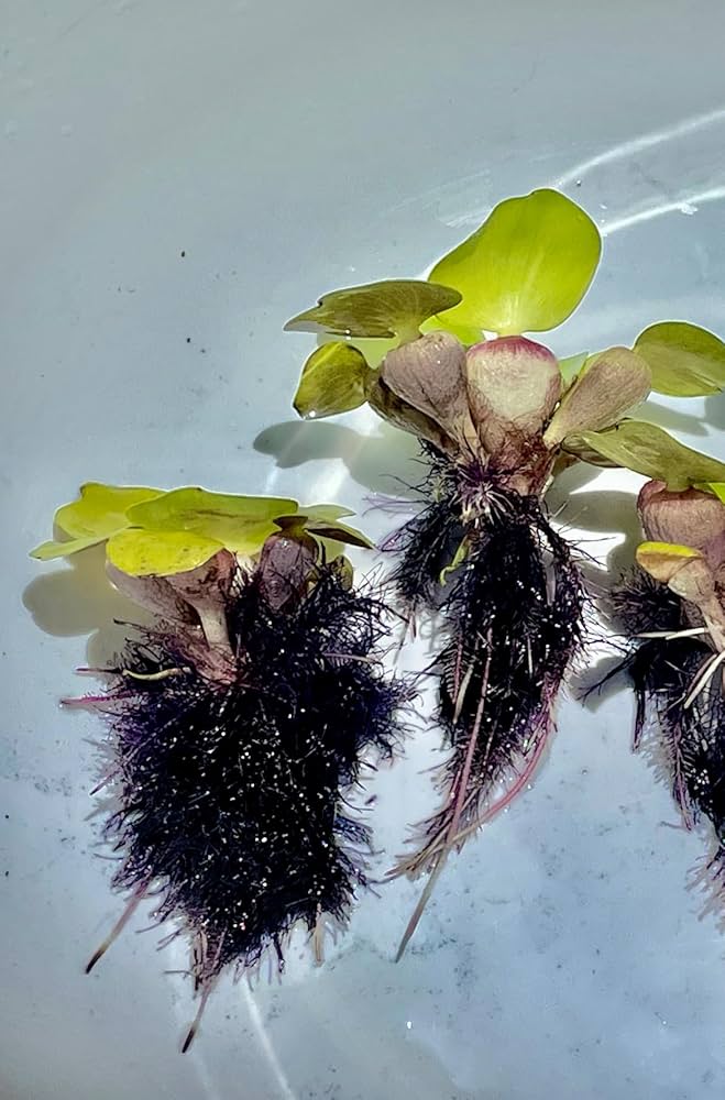 ホテイアオイ100株 ジャンボホテイアオイ 100株 無農薬 送料込｜Yahoo!フリマ（旧