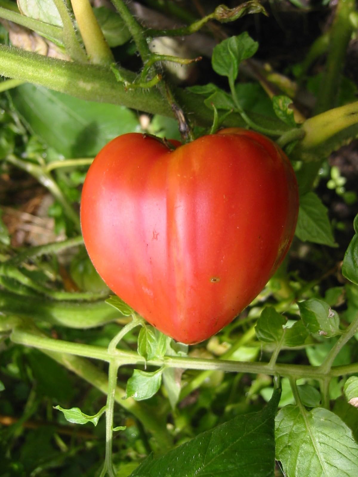 Solanum lycopersicum 'Ochsenherz' | ok. 40.000 nasion | 100 g