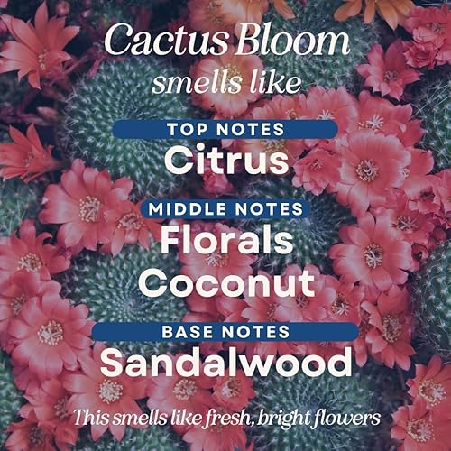 Miniatura 2 de CANDE - Jabón para trapeador altamente perfumado, limpiador de suelos de lujo, piso perfumado de primera calidad, brillo sin rayas, 32 onzas (Cactus