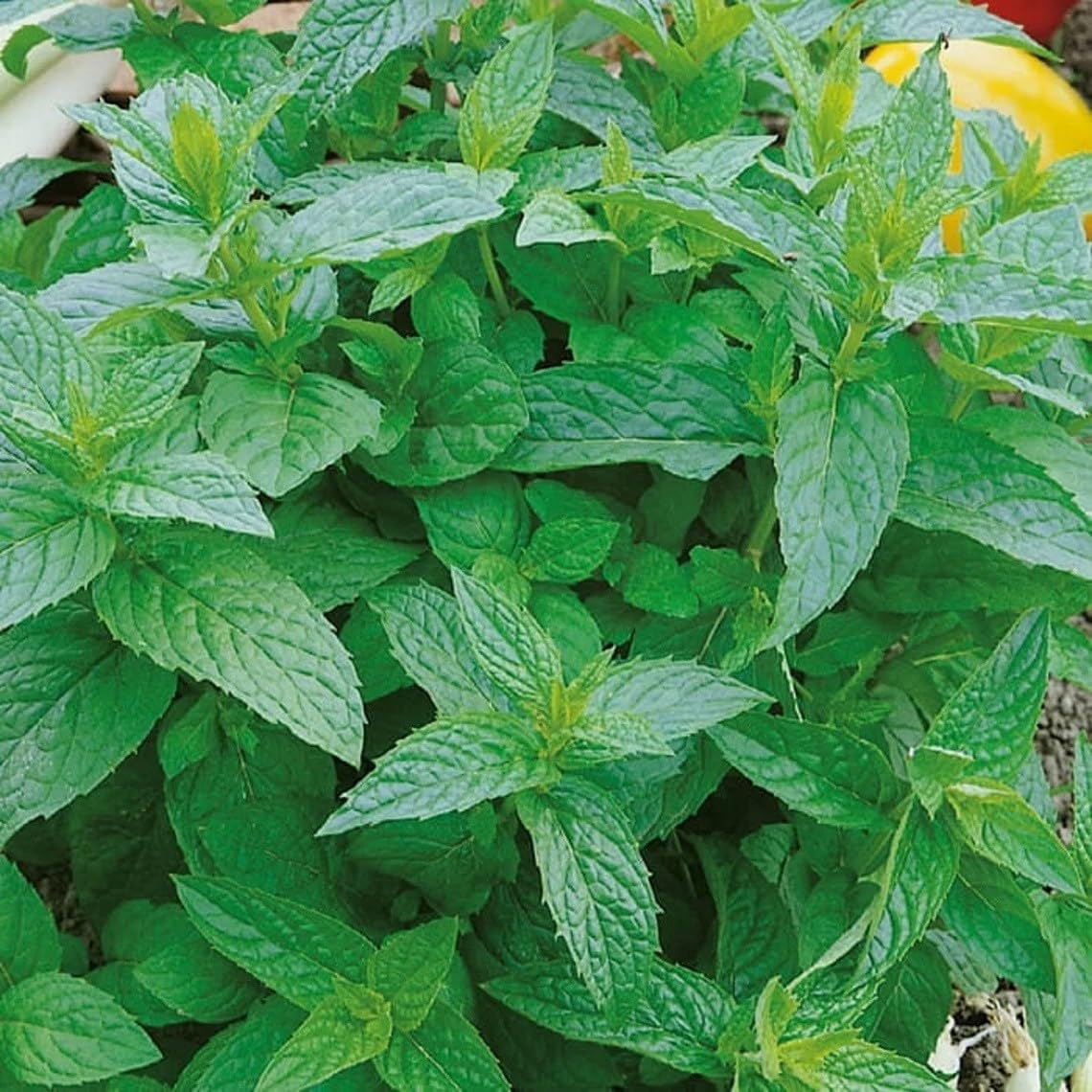Willvine Peppermint Mentha pipertia-XII-22P-picture-23