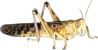 Feeders & More - Locusts - Desert Locusts Large - 9 Pieces - Live Food Insects Desert Locusts - Food for Reptiles, Bearded Dragons and Amphibians - Food Insects & Pet Food product image