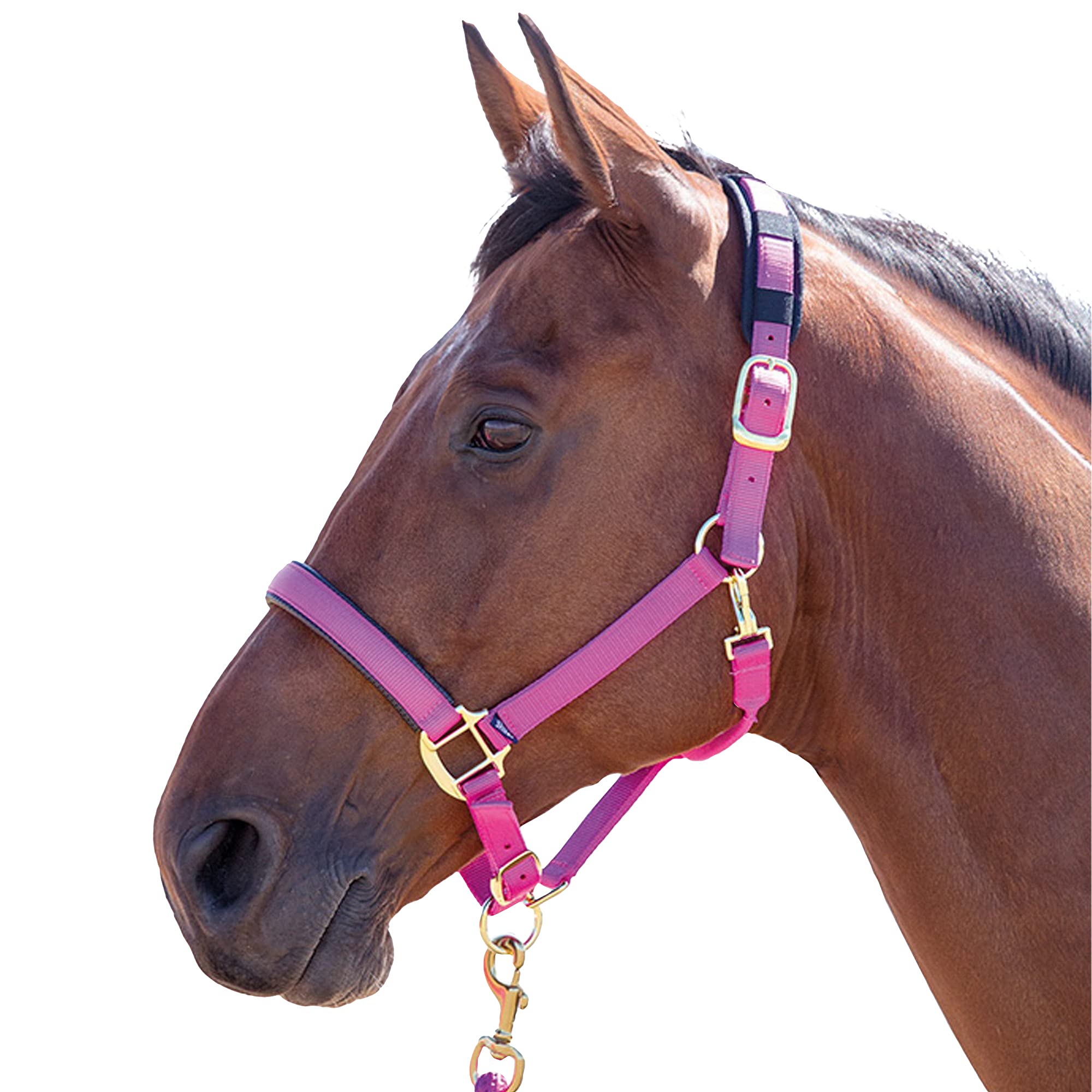 Shires, brigilia Topaz 387 in nylon, Blue, Cob