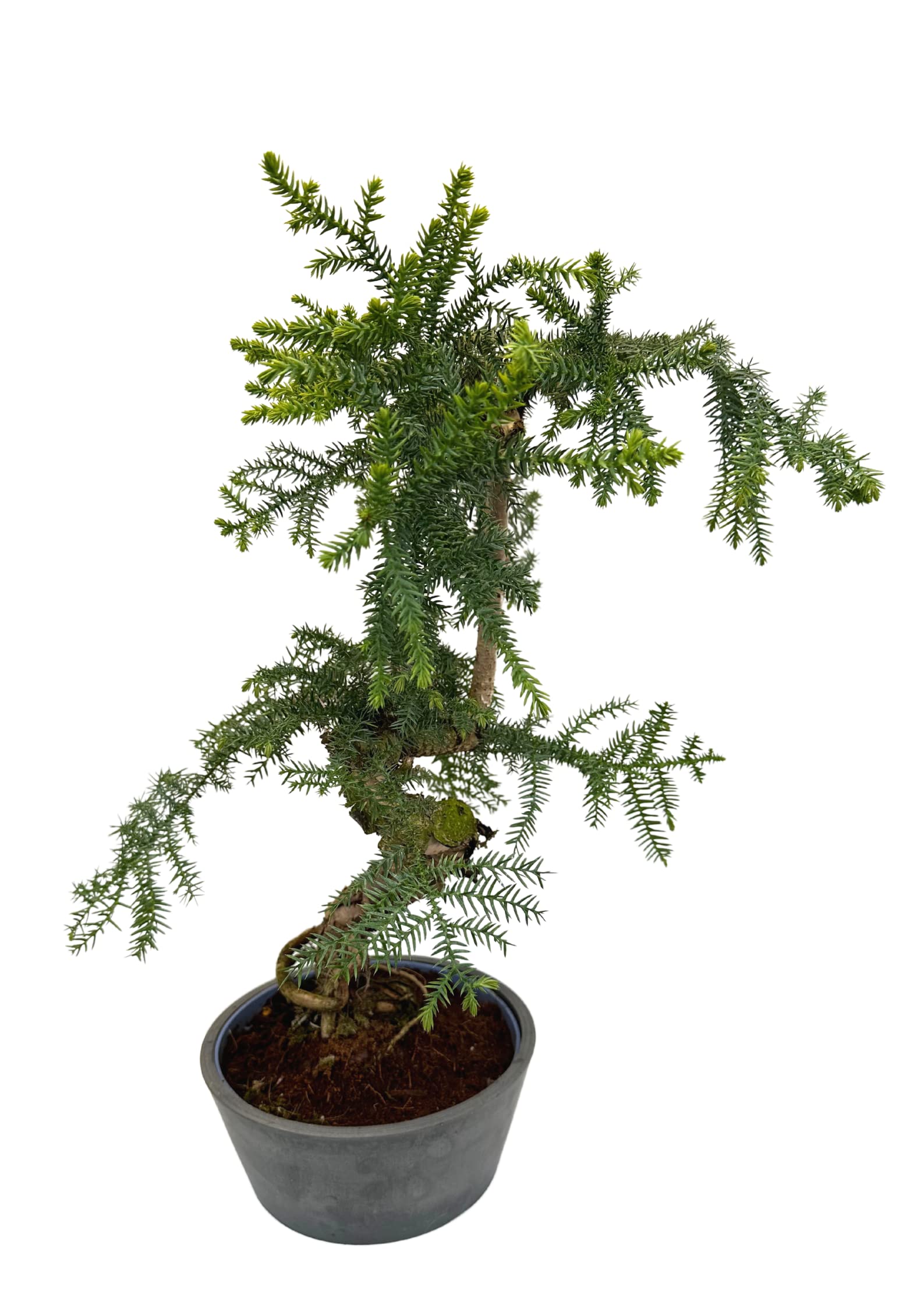 Zimmerpflanze Araucaria Cunninghsmii P25 Bonsai