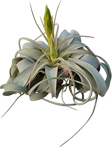 Miniatura 2 de Tillandsia Air Plant Xerographica Extra Grande - Soporte para plantas de aire sostenible colgante de bambú único