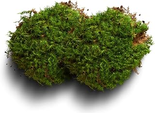 Moss Terrarium Beding Live Moss Terrarium Moss Composite Set (3 Style Moss Combination)