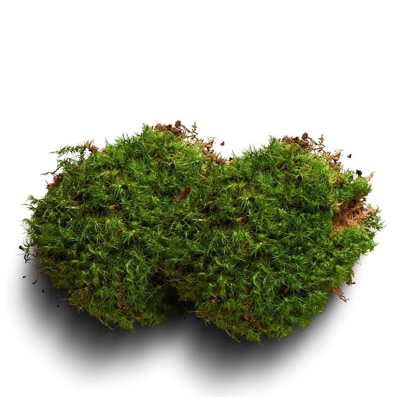 Musgo Vivo para Terrário LUCKY PLANT, Combinação com 3 Estilos, aprox. 323 cm²