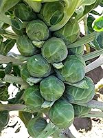 Catskill Brussels Sprout Seeds, 25 Count - USA Grown Heirloom Variety for Bountiful, Flavorful Fall Harvests by Cool Beans n Sprouts