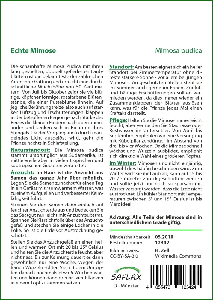 SAFLAX - Mimosa pudique - 70 graines - Mimosa pudica