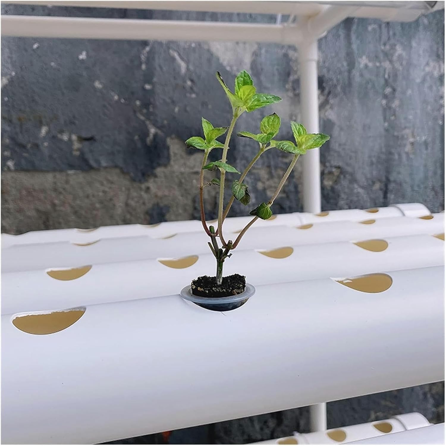 Hydroponics Growing System 36 Sites Soilless Culture Equipment Hydroponic Growth System Vegetable Planter Automatic Hydroponic Growing System Indoor Garden