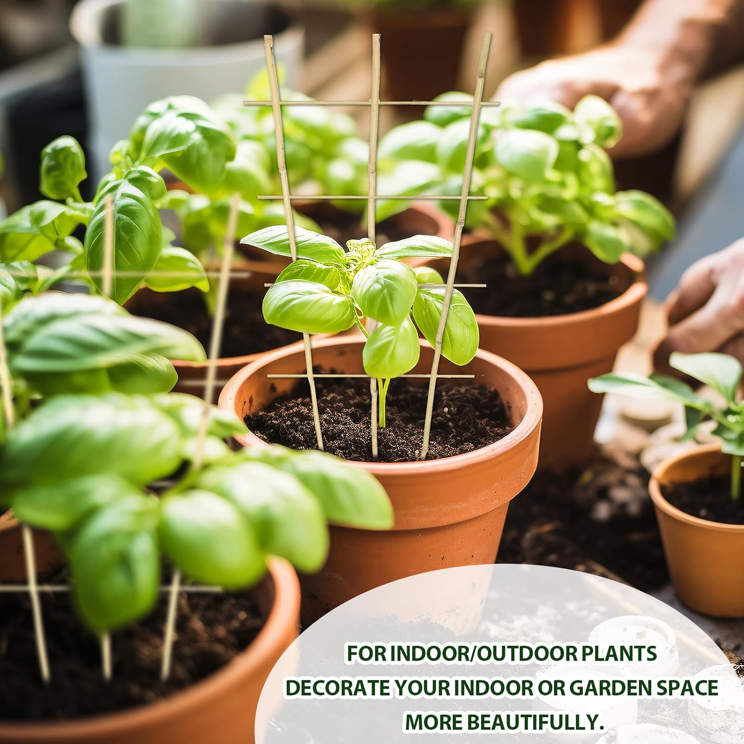 Bamboo Trellis 10 Pack, 36 Inches/3FT S3 Natural Bamboo Plant Fan Stakes, Fan-Shaped Plant Support Stand for Orchid Vines, Monarchs, Ivy and Other Plants Climbing, Help Plant Growth