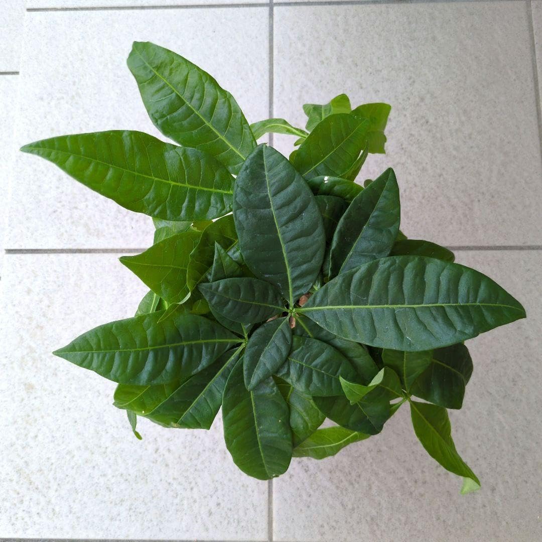 Amazon｜観葉植物 パキラ アクアティカ グラブラ 発財樹 5本ねじり