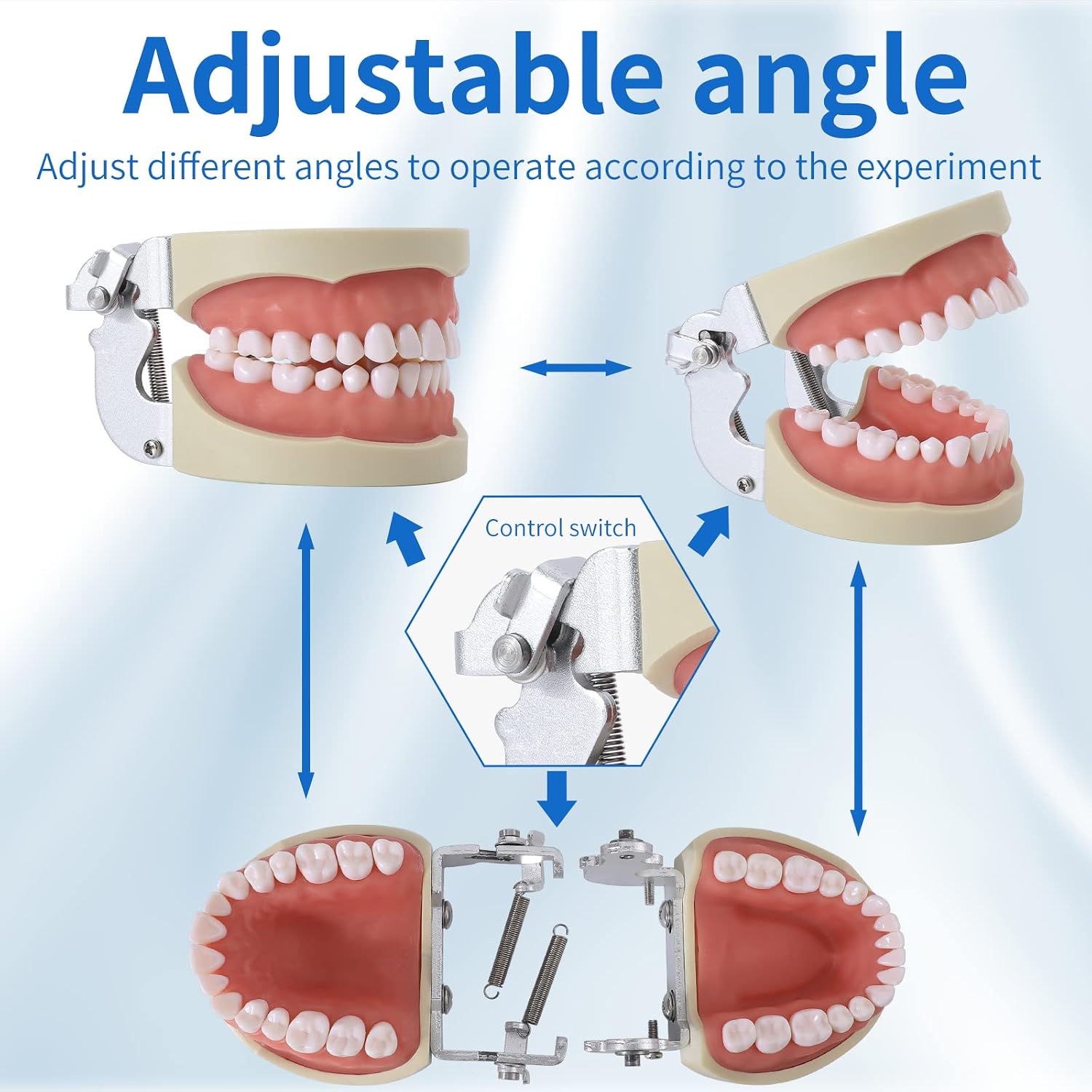 Dental Typodont Teeth Model - Removable Tooth Teach Practice Model Teaching Study Typodont Demonstration Model Come with a Small Screwdriver…