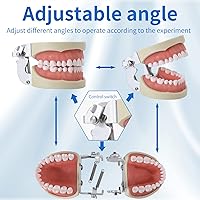 Vista 5 de Modelo dental de dientes Typodont - Diente extraíble Enseña Modelo de práctica de enseñanza Estudio Modelo de demostración de Typodont Viene con un