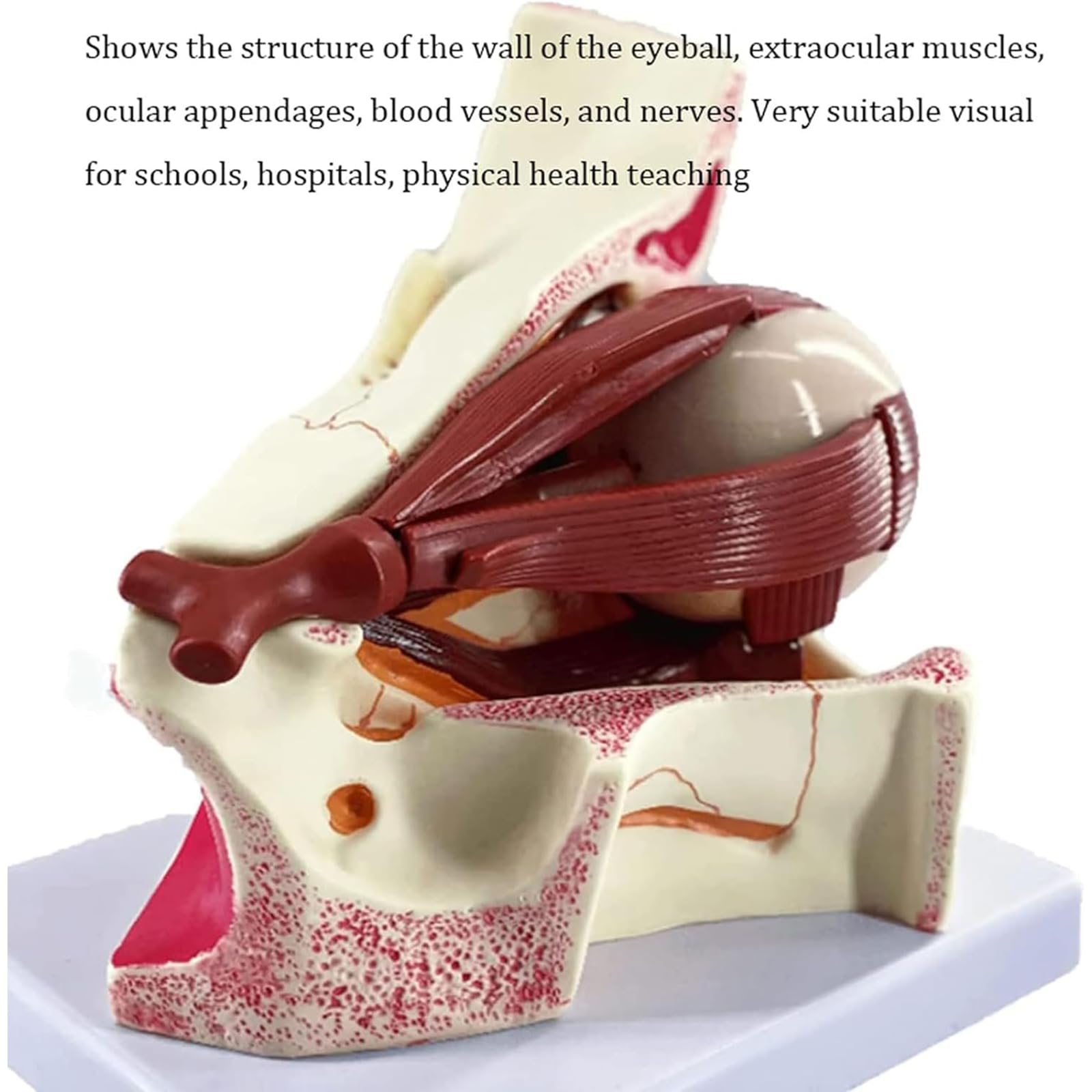 Model anatomiczny z powiększoną gałką oczną 3-krotnie ludzką gałką oczną i oczodołem ocznym model nerwu wzrokowego i mięśni medyczny model szkieletu ludzkiej gałki ocznej i oczodołu ocznego