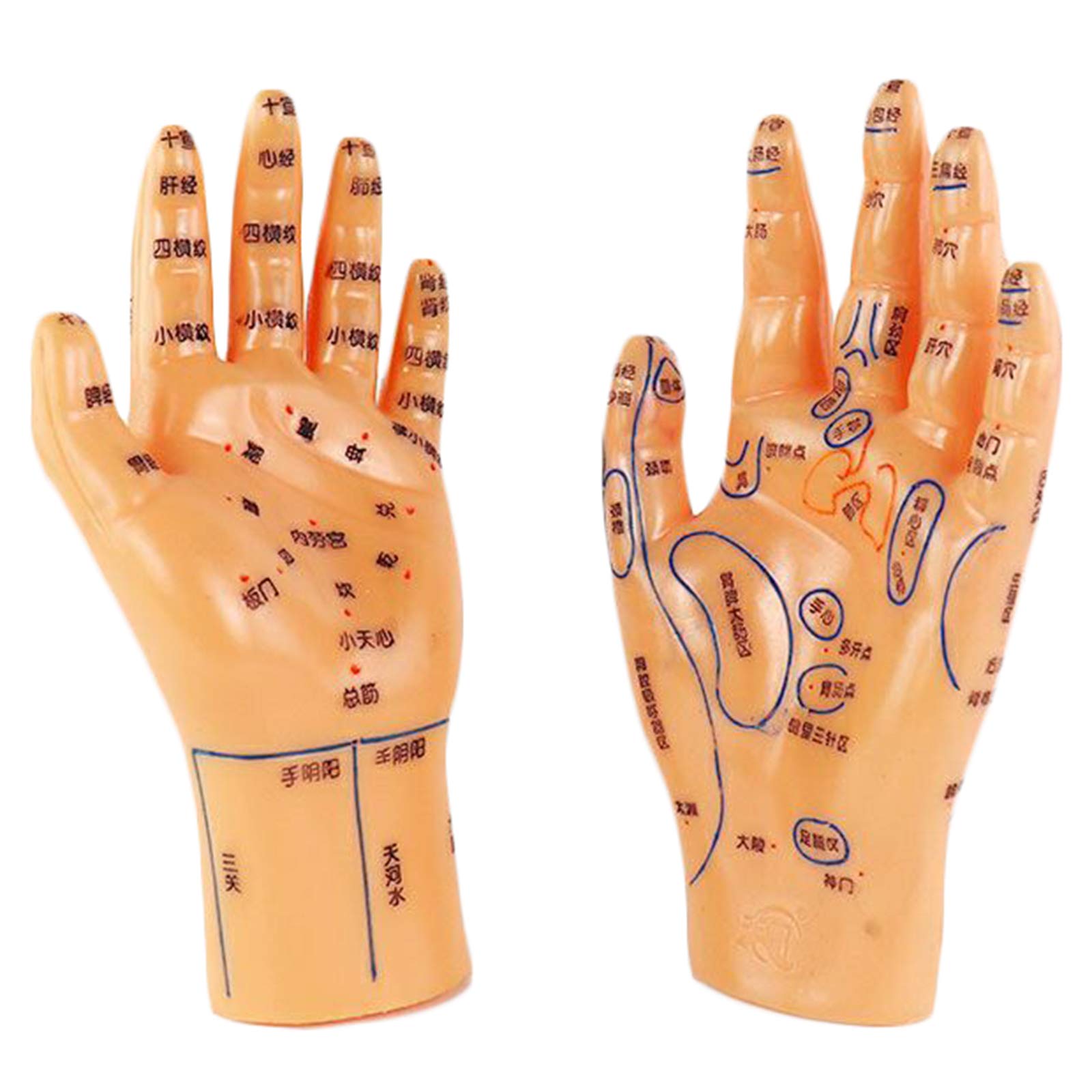 Sjdopulse A Hand Cupuncture Model - 2 Pcs Chinese Medicine Cupuncture Model Hand Massage Reflection Re Teaching Model For Herbalist Doctor Figurine Body Chinese Cupuncture (A)