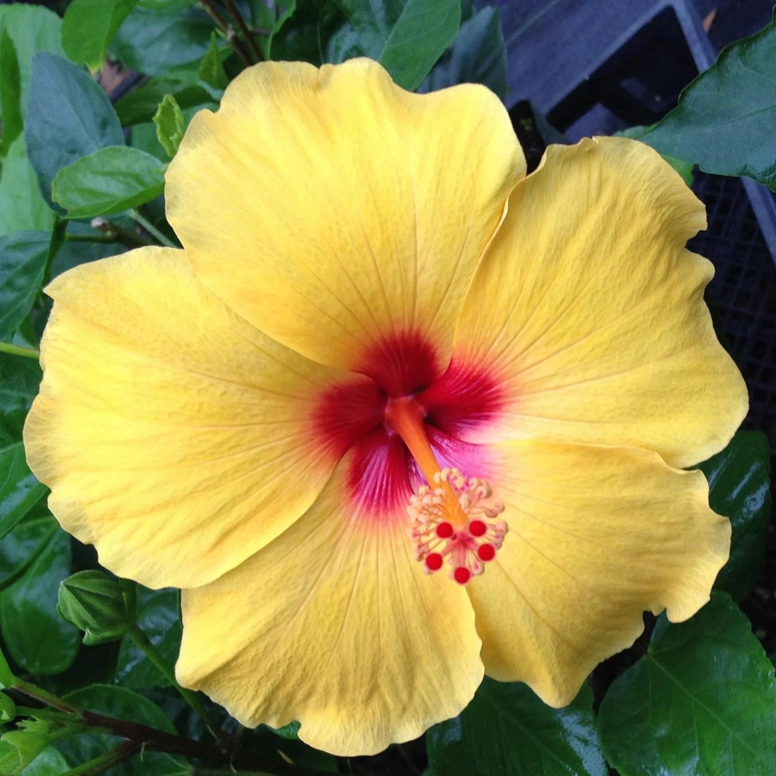 Perennial Hibiscus Bulbs/Hibiscus Plants for Sale/Cut Flowers/Natural Organic/Greening Flower/Wedding Flowers-1 Bulbs-a