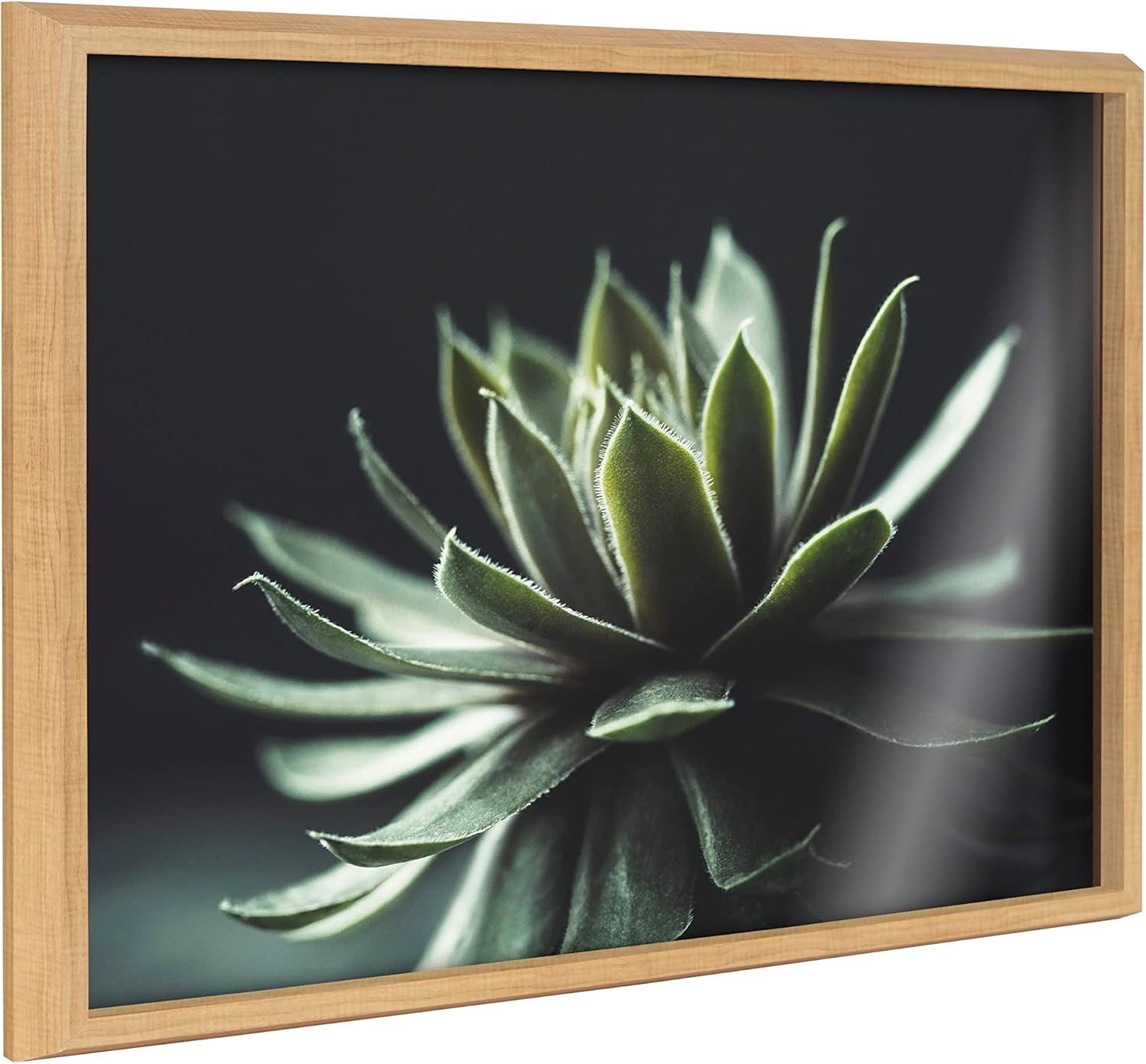 Kate and Laurel Blake Warrior Succulent Framed Printed Glass Natural Plant Wall Art by Emiko and Mark Franzen of F2Images, 18x24 Natural, Moody Botanical Glass Art