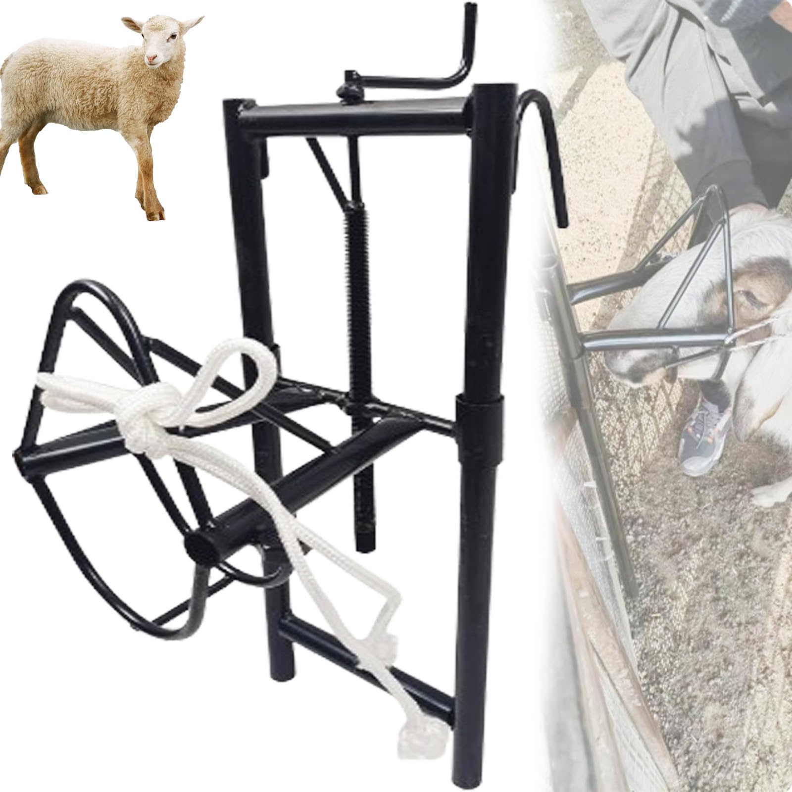 Supporto per tosatura di pecore portatile regolabile per lana professionale