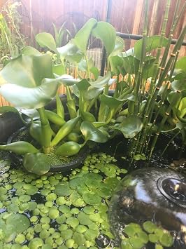 8 (20cm) Round Water Garden Aquatic Plastic Mesh Pond Plant Basket | Value 2 Pack, Pond H2o Planting Lily Pot Bin, Slotted Mesh Net Planter, Aquaponics, Hydroponics