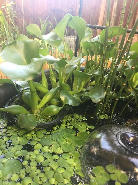 8 (20cm) Round Water Garden Aquatic Plastic Mesh Pond Plant Basket | Value 2 Pack, Pond H2o Planting Lily Pot Bin, Slotted Mesh Net Planter, Aquaponics, Hydroponics