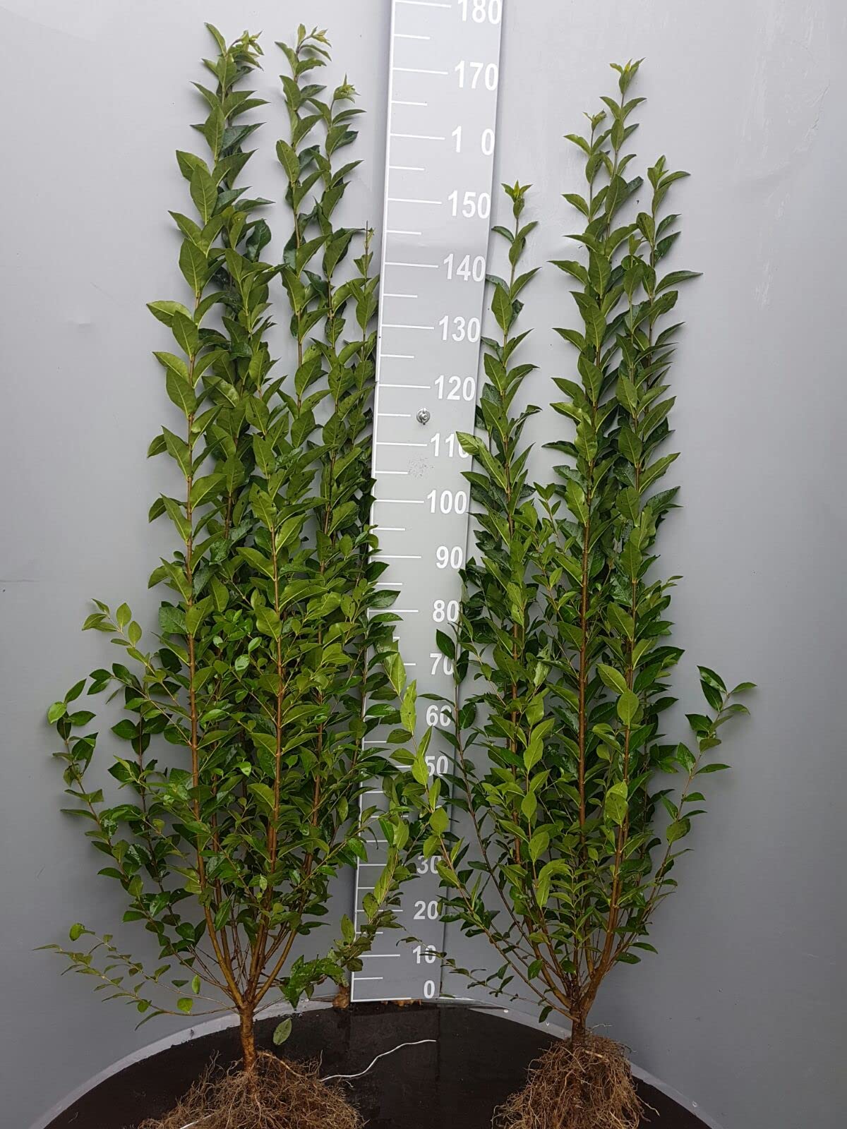 selloum plant Philodendron selloum main image 1