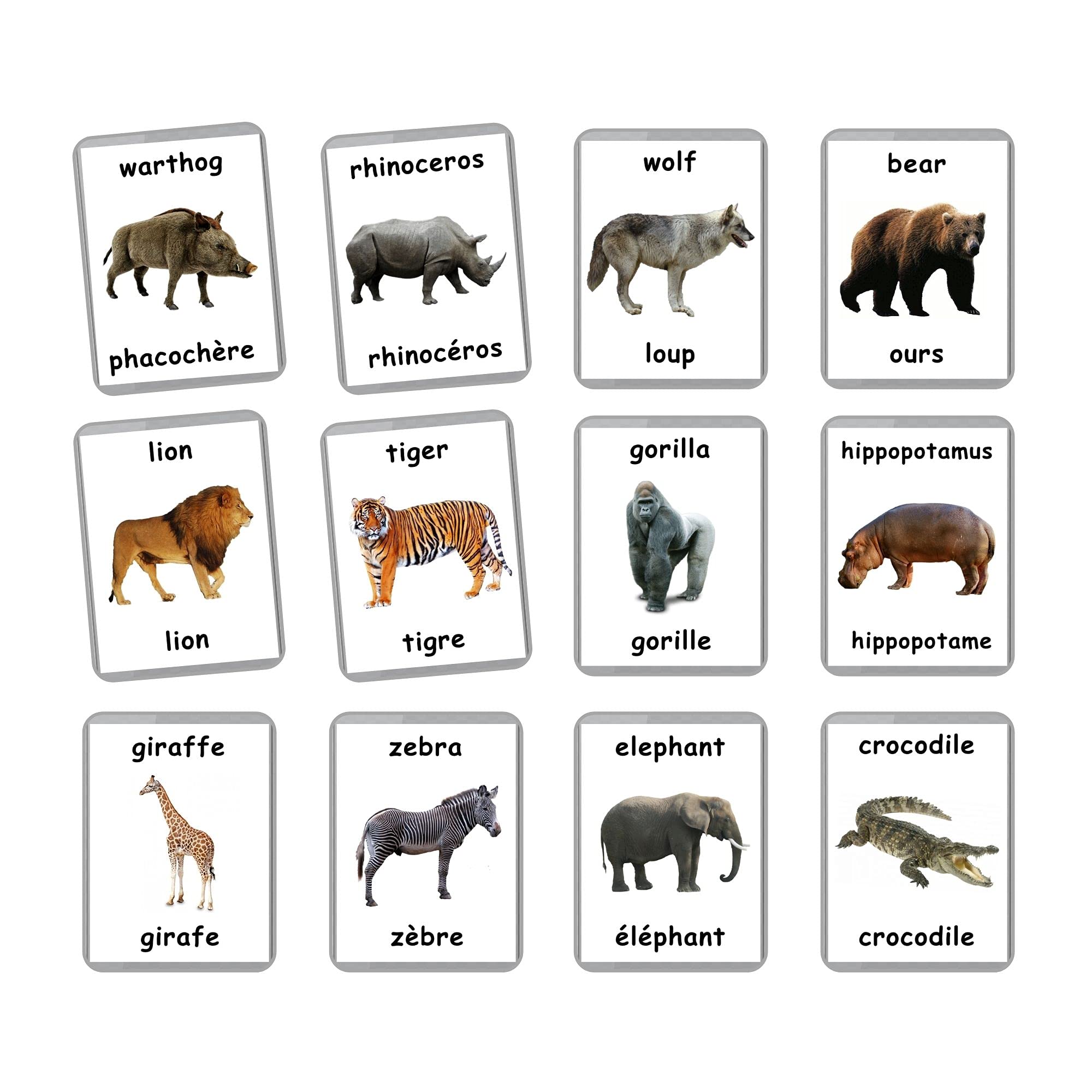Amazon.com: Wild Animals Flash Cards - 41 Laminated Flashcards