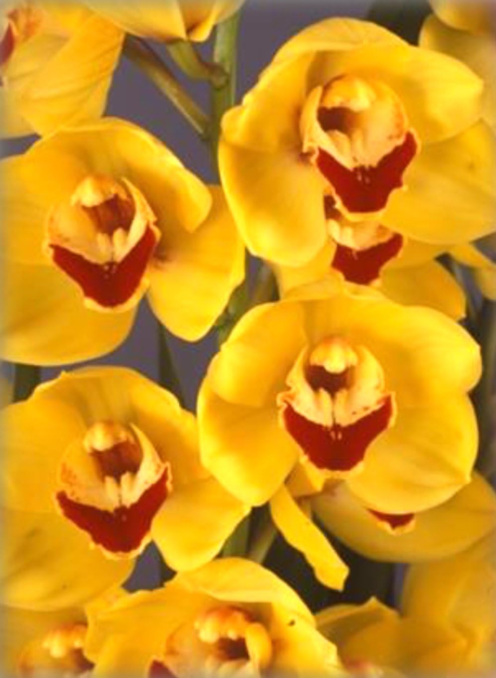 Orchid Insanity – Khai Grapes – Striking Yellow Blooms, Many Flowers, Vigorous Hardy top-Shelf Japanese breeding floriferous Cymbidium Easy to Grow (NOT in Bloom When Shipped)