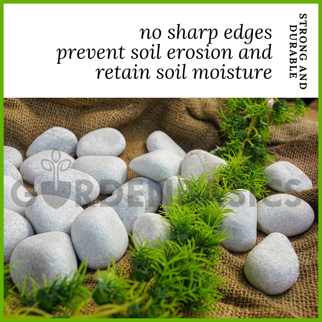 GARDENBASICS Unpolished White Pebbles/Pebble/Natural Decorative River Water Rocks/Stones For Garden, Gardening, Landscaping, Home Decoration, Vase Fillers, Rock Art, and Potted Plants (10 kgs) - Image 5 thumbnail
