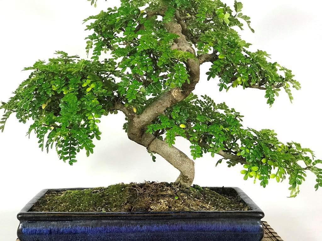 Green Paradise Live Korean Pepper Lero Lero Pre Bonsai Mature Sapling Plant for Bonsai in a Poly Bag (B08CS1SN3F) Amazon Price History, Amazon Price Tracker