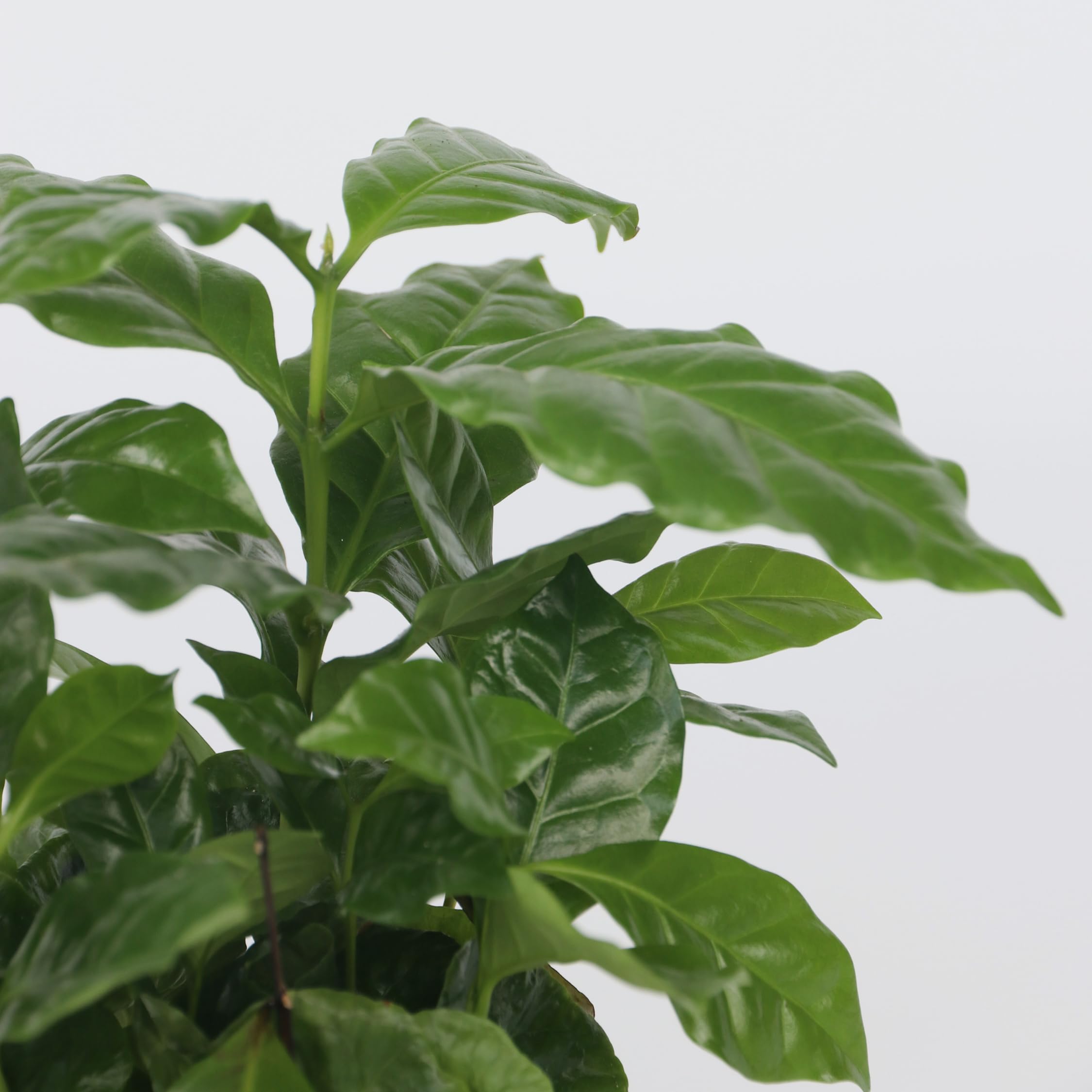 Plant in a Box - Kawowiec - Coffea arabica - Wysokość 25-40cm - Pot 12cm - Roślina doniczkowa - Zielony