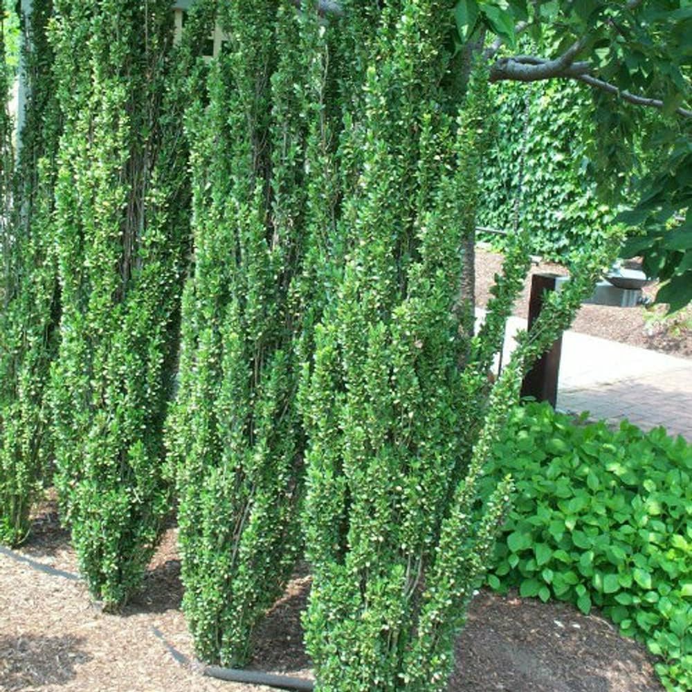 2 Sky Pencil Holly Trees Live Plants, Live Holly Shrub