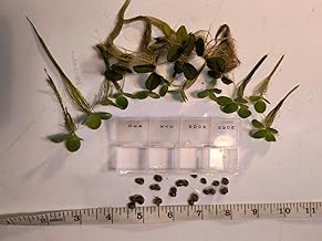 20 X Young Mystery Snails + 10 Water Lettuce! for Live Food or Aquariums!