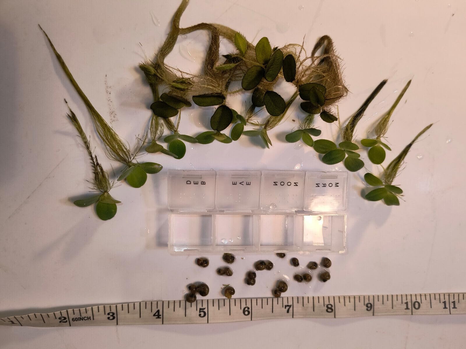 20 X Young Mystery Snails + 10 Water Lettuce! for Live Food or Aquariums!
