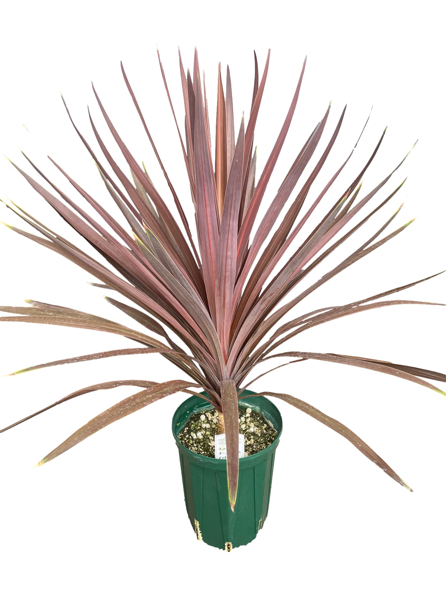 Amazon.co.jp: 【コルジリネ「レッドスター」7号 1個】Cordyline