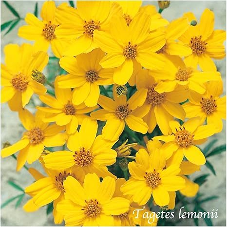 Amazon レモンマリーゴールド 9cmポット 1苗 花