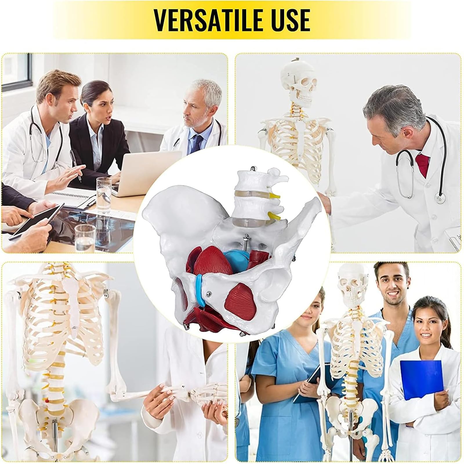 Amazon.co.jp: 骨盤底筋模型 筋肉付きカラー女性骨盤 4つの取り外し