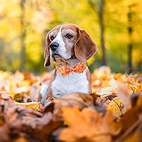Vista 5 de ARING PET Collar de otoño para perro, lindo collar de perro amarillo con lazo, ajustable de algodón con hojas de otoño, pajarita con hebilla