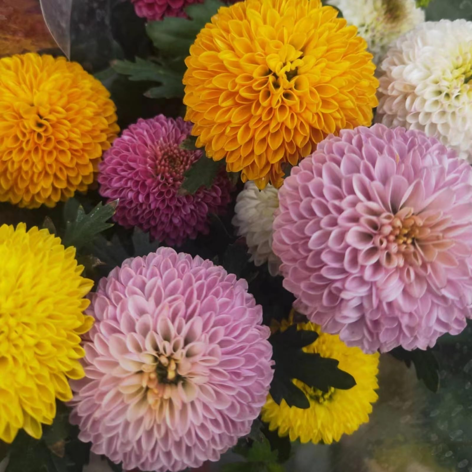 Dahlia tubers/Dahlia for Planting uk-Bedding/Gorgeous/Ornamental/Potted/Plants/Rhizome/Resistant-10 Bulbs-C
