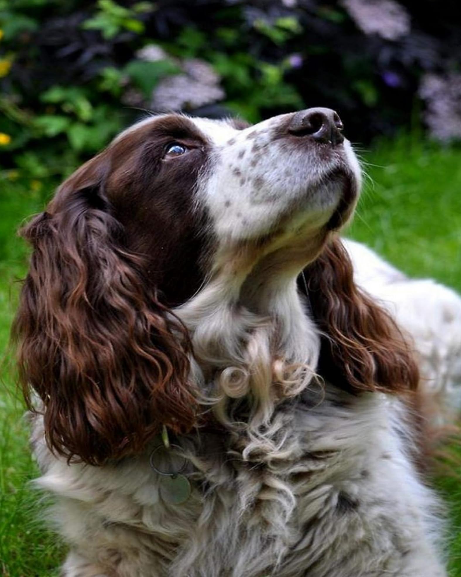 Eiialerm Cross Stitch Kits for Adults Animal Springer Spaniel 11CT Pre-Printed Pattern Stamped Cross-Stitching Embroidery Kit Needlework gifts-16x20 inch