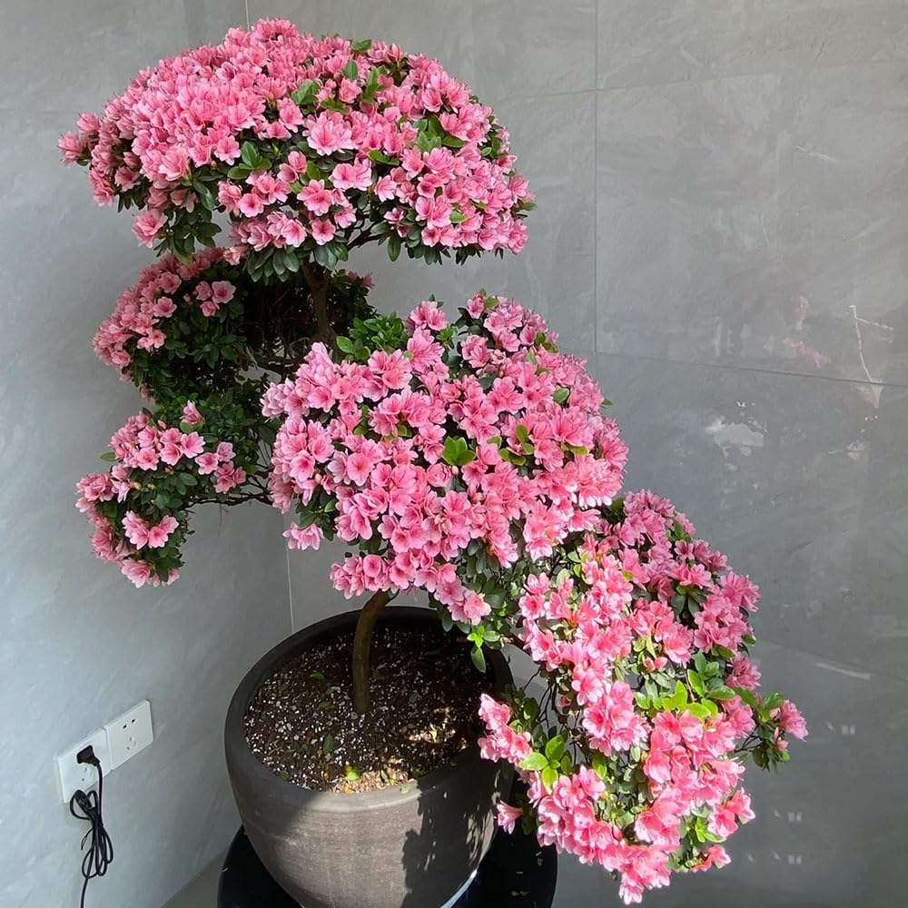 50 Samen Rhododendron Pflanze Blumensamen Balkon, Garten Geschenke Fr  Frauen Azalee Winterhart Schnittblumen Samen, Balkon Beet Blumensamen  Geschenk, Pflanze Schnittblumen, Balkonpflanzen : Amazon.de: Garten