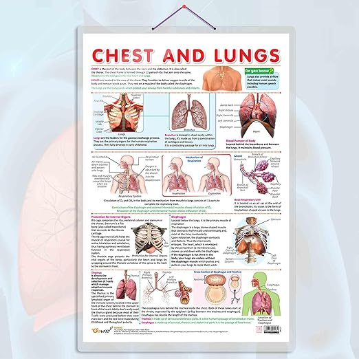 CHEST AND LUNGS CHART | Understanding Chest and Lung Anatomy ...