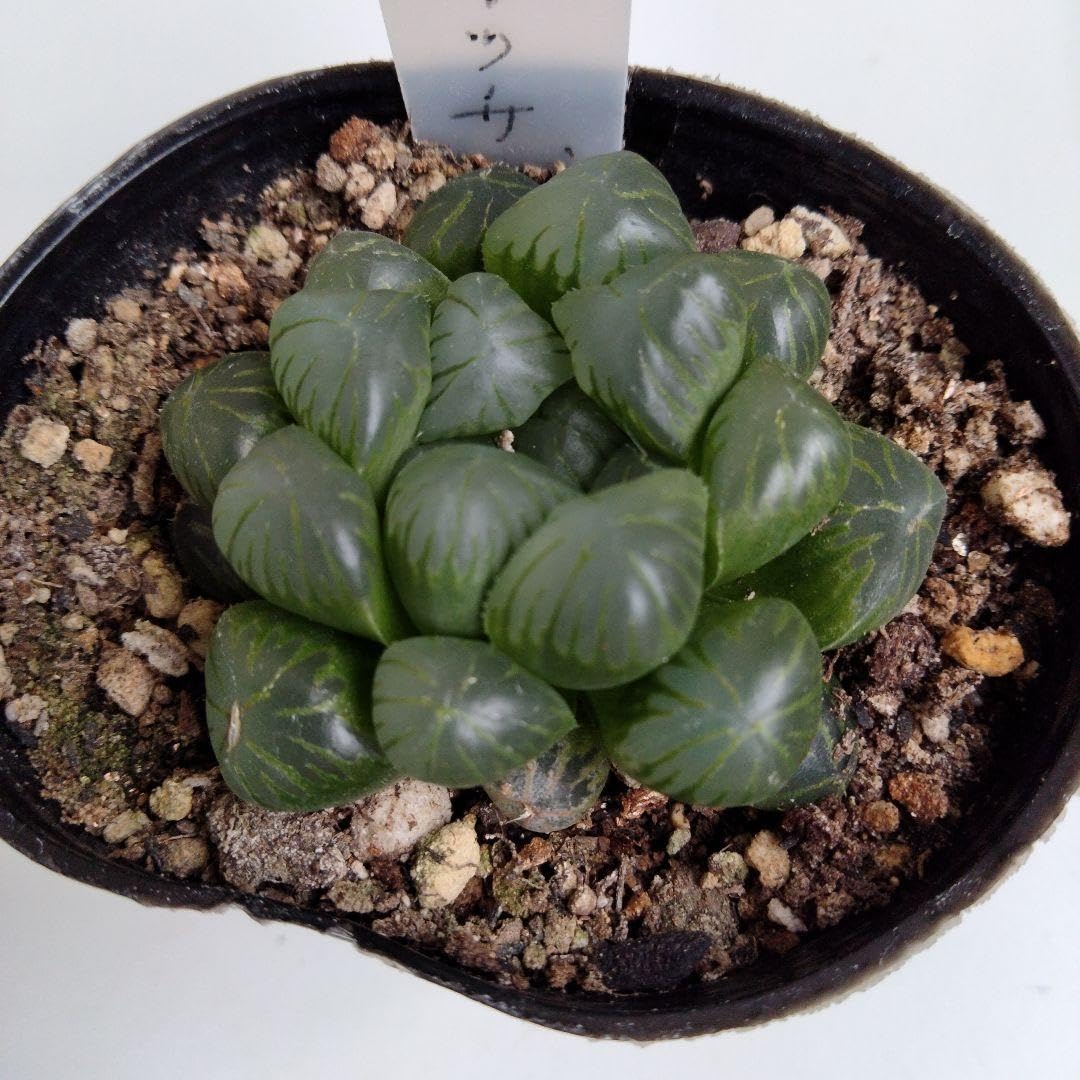 Amazon｜3ハオルチア 『オブツーサ』抜き苗｜観葉植物 オンライン通販