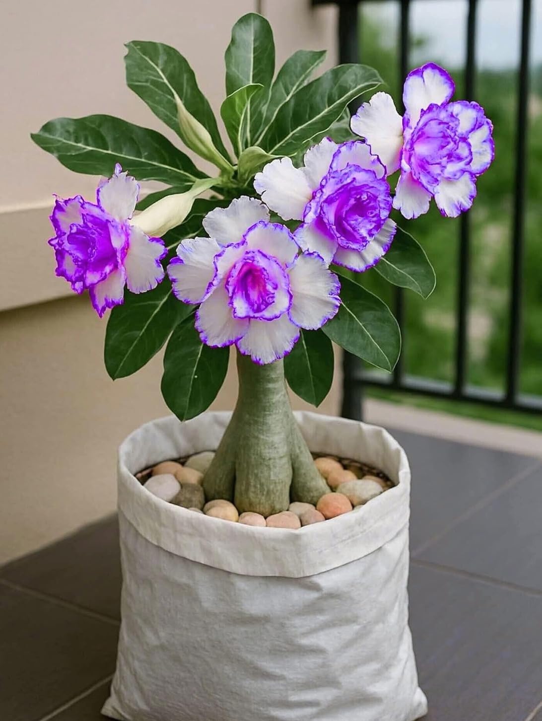 ADENIAM Rosy Adenium Desert Rose Flower Live Plant Indoor Bonsai, Small Plant Without Pot,NDN-T7-image-30