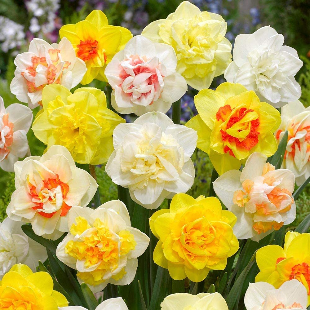 Double Daffodil Bulbs for Planting - Narcissus Double Mix,Top Size 14/16 cm (50 Bulbs)