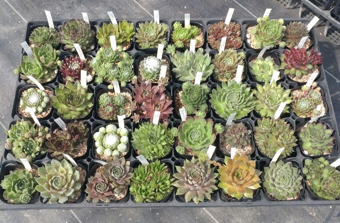 センペルビウム40品種セット 7.5cmポット センペルビウム40品種セット