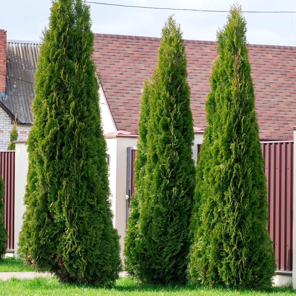 You Garden - Thuja occidentalis 'Smaragd' in a 9cm Pot - White Cedar Shrubs for Gardens - Garden Ready Potted Shrubs for Patios