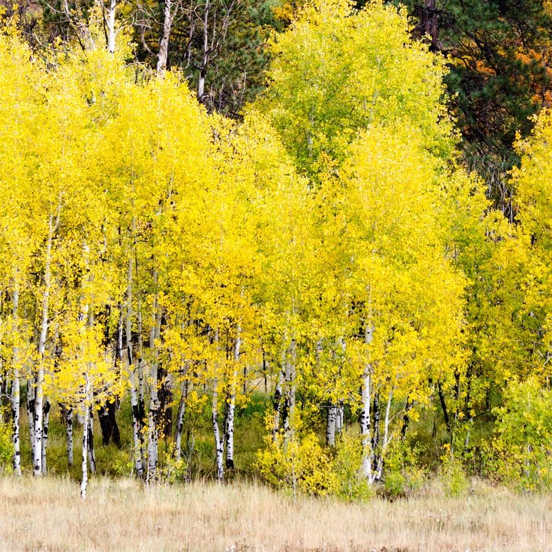 20 Quaking Aspen Live Plant Trees, 8 to 16 Inches Tall Quaking Aspen Plant Seedlings, Ready to Plant